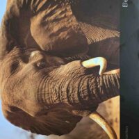 Elephant Ralph Stutchburry : House Of Books Zimbabwe Elephant Ralph Stutchburry : House Of Books Zimbabwe