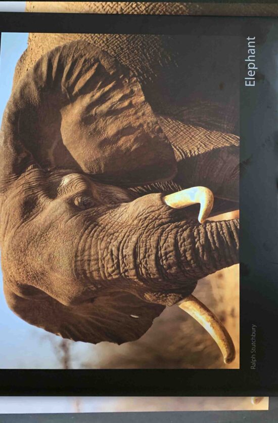 Elephant Ralph Stutchburry : House Of Books Zimbabwe